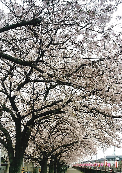 葛西堤羽生さくらまつり写真コンテスト佳作