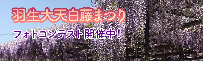 羽生大天白藤まつり