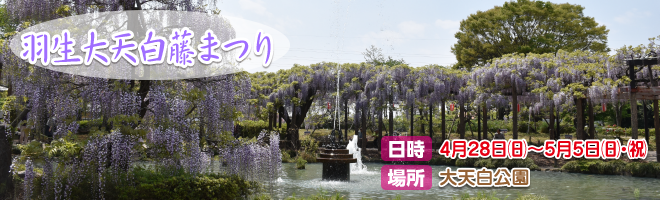 第65回 羽生大天白藤まつり 第65回 羽生大天白藤まつり