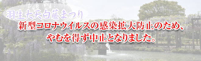 第66回 羽生大天白藤まつり 第66回 羽生大天白藤まつり