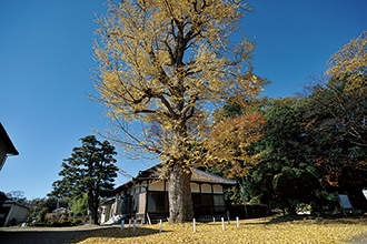 永明寺イチョウ(市指定天然記念物)